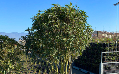 osmanthus fragrans multitronco